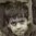 Photo de profil de Abderaouf Berrazouane