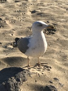 Photo de profil de Cathy de Sarrieu
