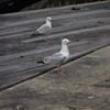 Photo de profil de Christian Fournier