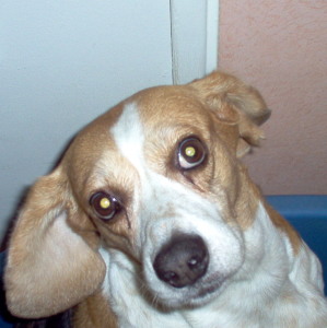 Photo de profil de Chrystel Degremont