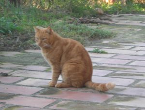 Photo de profil de Claude Chas