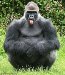 Photo de profil de David Pointel