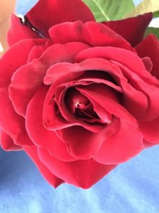 Photo de profil de Eva Le Campion