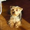 Photo de profil de Gracieuse Fanelli