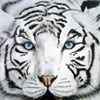 Photo de profil de Jean Claude Verrier