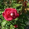 Photo de profil de Laurence Casseron