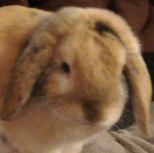 Photo de profil de Lynda Le Pavoux