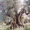 Photo de profil de Margaux Puertas