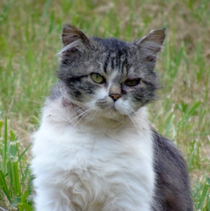 Photo de profil de Rose Galvano
